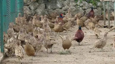 Kene ve kahverengi kokarca ile mücadelede 51 bin keklik ve sülünler doğaya salınacak