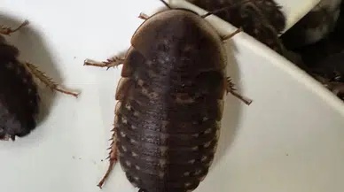 Avustralya'da kaçakçılık : 100 binden fazla egzotik hamam böceği yakalandı