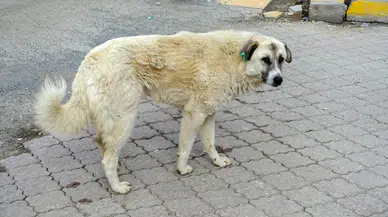 İki belediye başkanı hakkında soruşturma izni