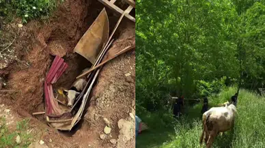 Kocaeli'de büyükbaş hayvan definecilerin kazdığı kuyuya düştü