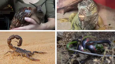 İstanbul’da egzotik hayvan operasyonu : Evden tarantula, yılan ve iguana çıktı