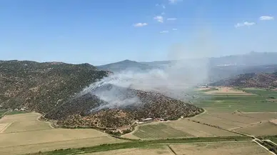Aydın'da zeytinlik alanda yangın çıktı
