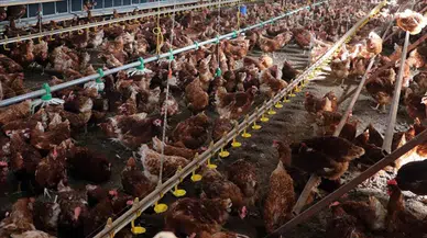 Tavuk eti üretimi nisan ayında 236 bin tonu aştı