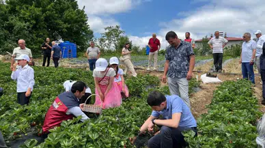 Samsun'da yayla çileği hasadı gerçekleştirildi