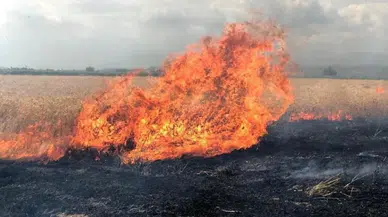 Adıyaman'da elektrik direğinden çıktığı iddia edilen yangın buğday tarlasını küle çevirdi