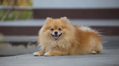 Kapıkule'de köpek kaçakçılığı girişimi engellendi