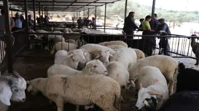 Tokat Erbaa'da koyun çiçek hastalığı : Hayvan Pazarı kapatıldı