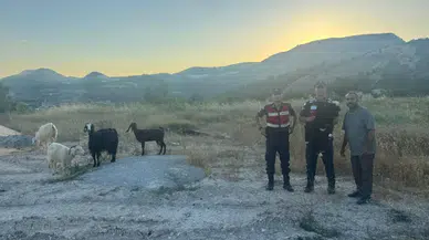 Bilecik'te kayıp 9 hayvan jandarma tarafından bulundu