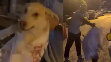 Hatay'da sokak köpeği skandalı : Çuvala koyulan hayvanı kurtardı