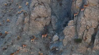 Munzur Dağları'nda yaban keçileri doğal alanlarında görünütlendi