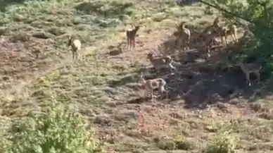 Elazığ'da koruma altındaki dağ keçileri görüntülendi
