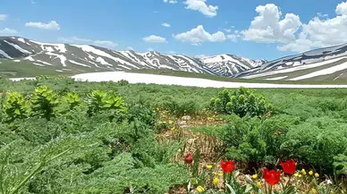 Van'da akarsular coştu, yaylalarda çiçek açtı