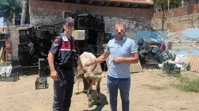 Aydın İncirliova'da bir ahırda büyükbaş hayvan çalındı