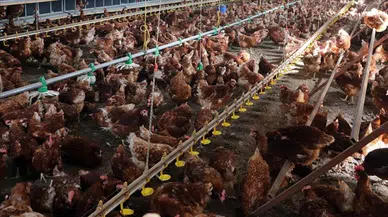 Mersin'de menşei belirsiz tavuk skandalı !  5 bin 890 tavuk bertaraf edildi