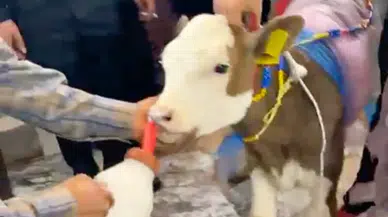 Manisa'da sıra dışı takı merasimi : Düğünde altın yerine buzağı hediye edildi