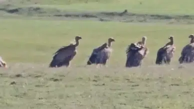 Van Özalp'te kızıl akbaba sürüsü görüntülendi