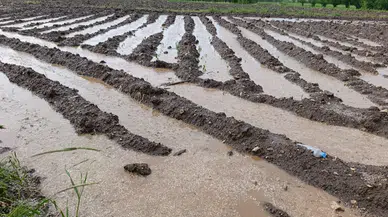 Malatya'da dolu yağışı : Tarım arazileri sular altında kaldı