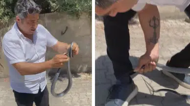 Hatay'da çıplak elle yakaladığı yılan bacağını ısırdı