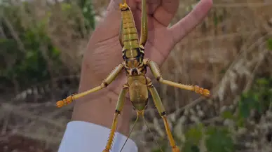 Adıyaman'da dev çekirge görenleri şaşırttı
