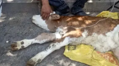 Diyarbakır'da kamyonetten düşen buzağı sahibine teslim edildi