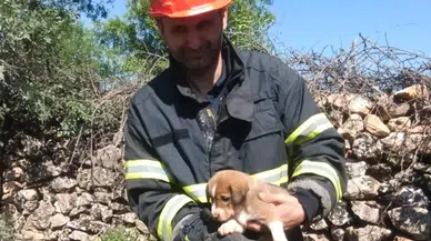 Mardin'de köpek yavrusu su kuyusuna düştü, ekipler kurtardı