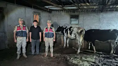 Kilis’te kaybolan büyükbaşlar jandarma tarafından bulundu