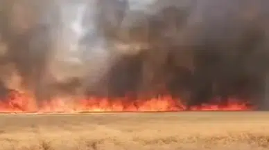 Şanlıurfa Harran'da buğday tarlasında yangın : 300 dönümlük arazi yandı