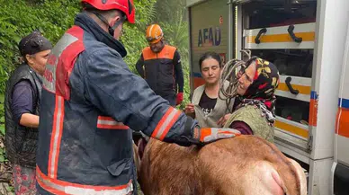 Afyonkarahisar'da inek belediyenin kazdığı çukura düştü