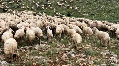 Sivas'ta koyun sürüsüne yıldırım düştü : 5 koyun telef oldu
