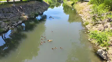 Manisa'da yavru ördekler çocukların ilgi odağı oldu