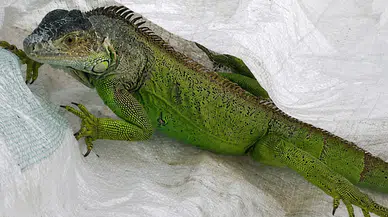 Düzce'de iguana operasyonu : İtfaiye ekipleri tarafından yakalandı