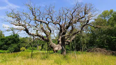 Robin Hood'un saklandığı rivayet edilen 1200 yıllık tarihi meşe ağacı kurudu