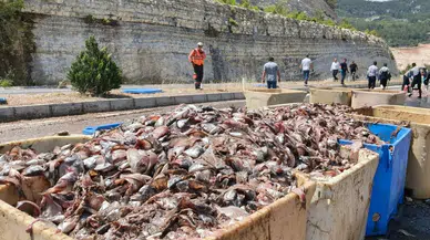 Mersin Silifke’de tırın dorsesi patladı : 15 ton balık atığı yola saçıldı