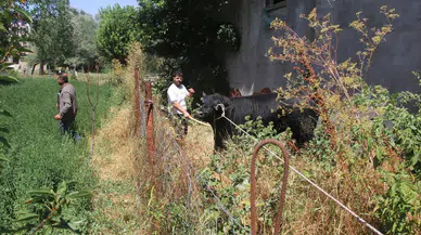 Sivas'ta ahırdan kaçan angus ortalığı birbirine kattı : 2 saatlik kovalamaca böyle bitti