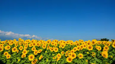 Yağlık ayçiçeği tohumu ve ham ayçiçek yağı için tarife kontenjanı açıldı
