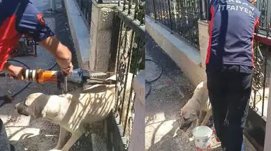 Tokat'ta köpek demir kapıya sıkıştı, itfaiye ekipleri kurtardı