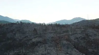 Muğla'daki orman yangınları sonrası zarar gören alan ne kadar?