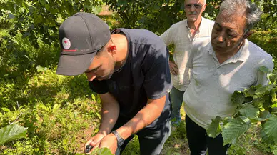 Düzce'de kokarcayla mücadele : Samuray arıları doğaya bırakıldı