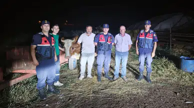 Bilecik’te kaybolan büyükbaş hayvan jandarma ekipleri tarafından bulundu