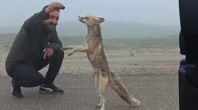 Bayburt'ta yayla yolunda karşılaştıkları tilkiyi kekle beslediler