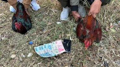 İstanbul’da Hayvanları Koruma Derneği baskını : Horoz dövüşü ve kumar ortaya çıktı