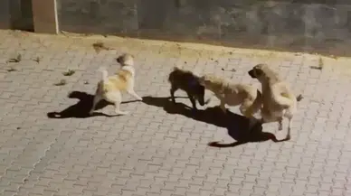 Kuşadası'nda iki köpeğin saldırdığı yaban domuzu, sürüsünün gelmesiyle kurtuldu
