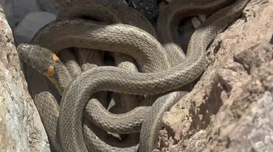 Diyarbakır’da 3 metre boyundaki dev yılanlar görüntülendi