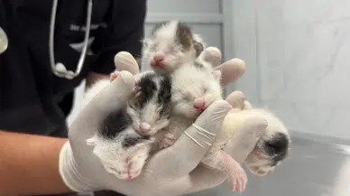 Çöpteki ağzı bağlı poşetten 5 yavru kedi çıktı