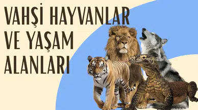 Vahşi hayvanlar ve yaşam alanları