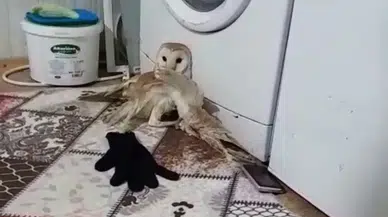 Adıyaman’da bitkin halde bulunan peçeli baykuş koruma altına alındı