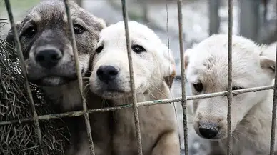 Ankara'da  52 bin sahipsiz sokak köpeği toplatıldı