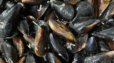 Samsun'da 150 kilogram kaçak midye ele geçirildi