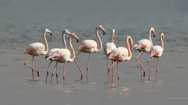 Tuz Gölü'nde son 5 yılın en yüksek flamingo yavrusu sayısına ulaşıldı