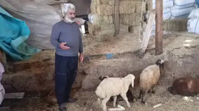 Erzurum'da kurt saldırısı : 14 koyun telef oldu, 30 hayvan kayıp